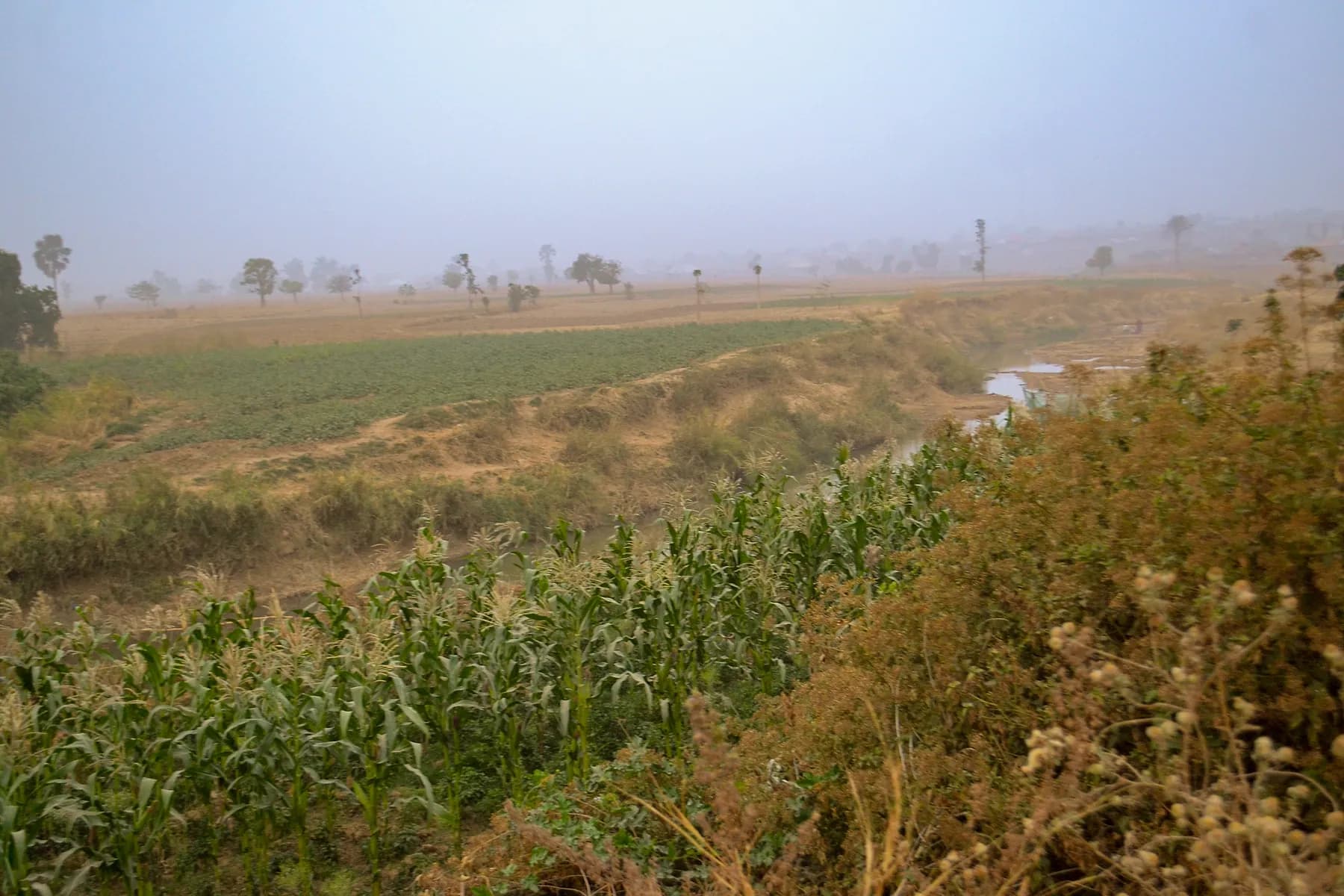 A maize farm beside the Gurara River, Nigeria.