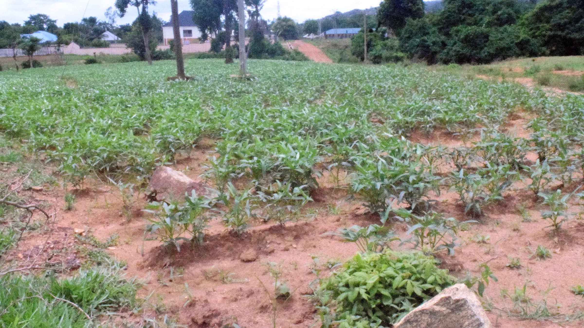 A bean farm at Nok Village, Kaduna State, Nigeria.
