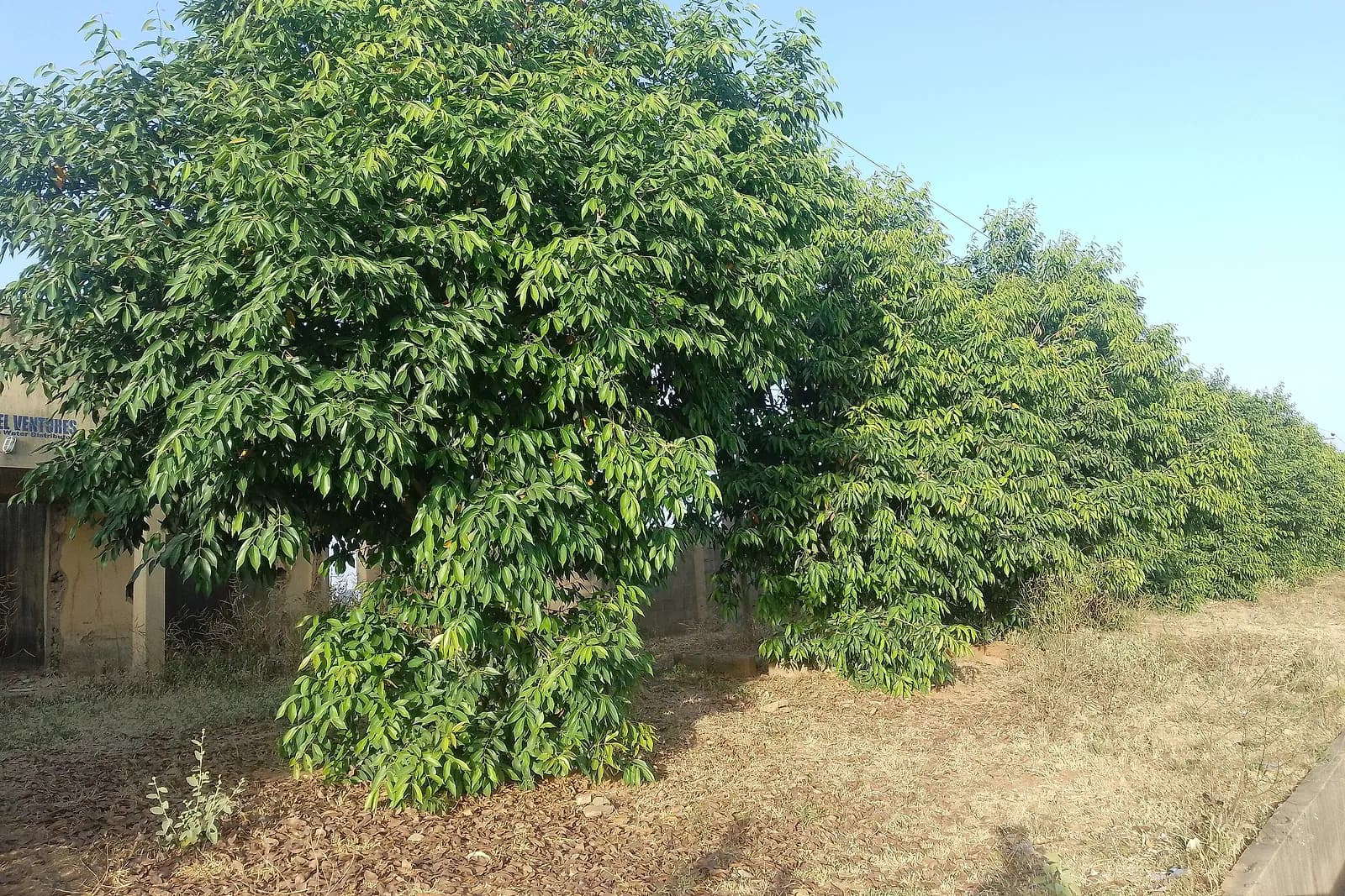 Young plants and trees growing together.